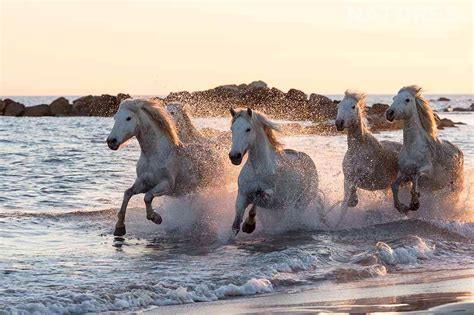 wild horses on a beach
